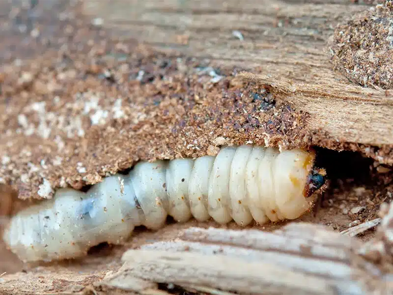 houtwormbestrijding in Groningen Larve van een houtworm | Houtwormbestrijding Groningen