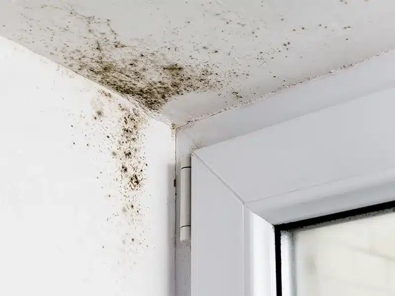 schimmelbestrijding in groningen Bestrijding van schimmels | Vakwerk de Jonge Groningen