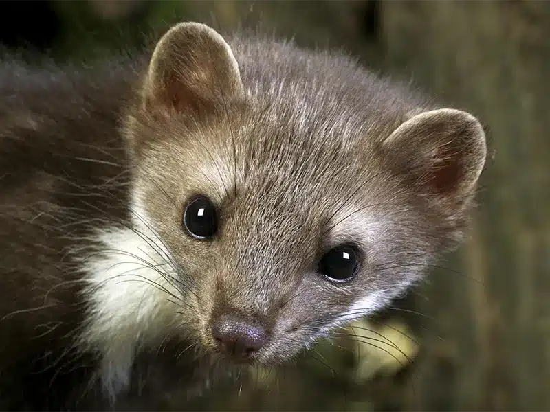 Steenmarterbestrijding Groningen